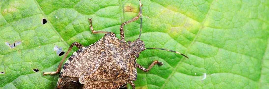 Stink Bug Infestation | NovaSource