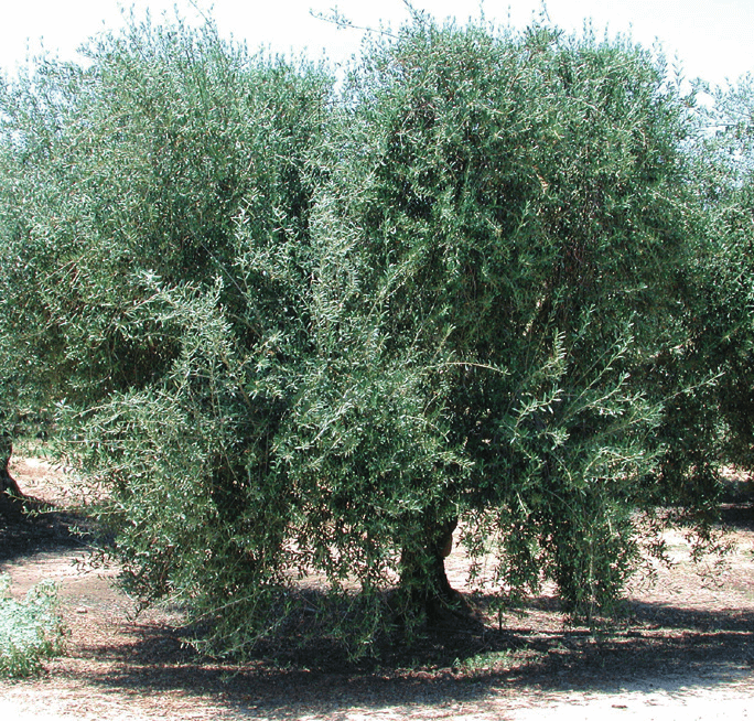 Surround IPM tool for olive insect control