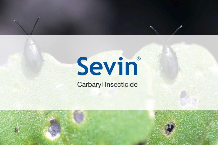 PREVENT LOSSES IN CANOLA FROM FLEA BEETLE