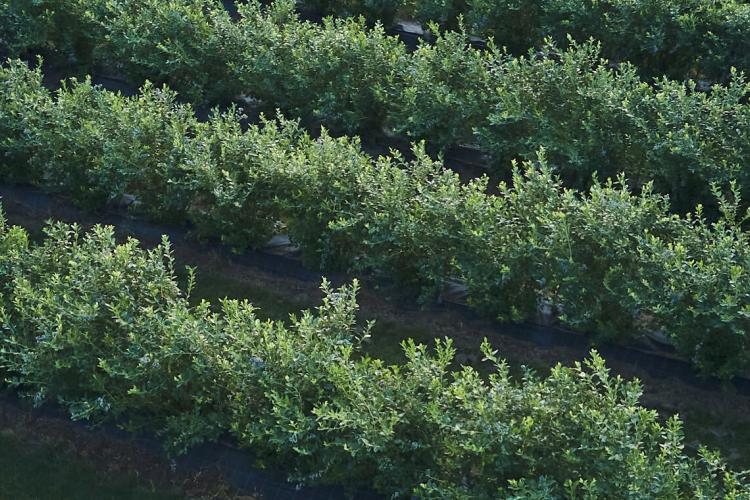 MAINTAIN CLEAN BLUEBERRY FIELDS AND MANAGE HERBICIDE RESISTANCE